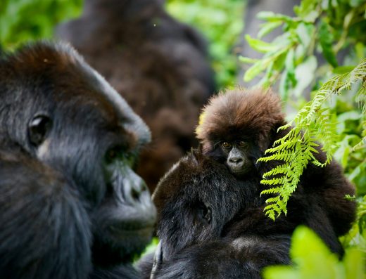 8 Days Rwanda Adventure Safaris