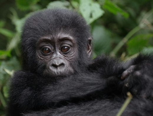 4 Days Mountain Gorilla Trekking Safari- Road Safari 2026