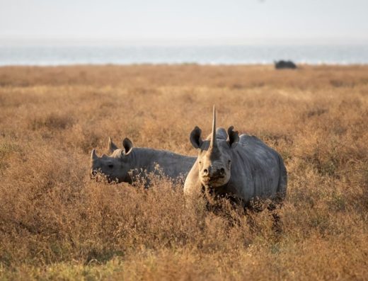 6 Days / 5 Nights Classic Tanzania Safari